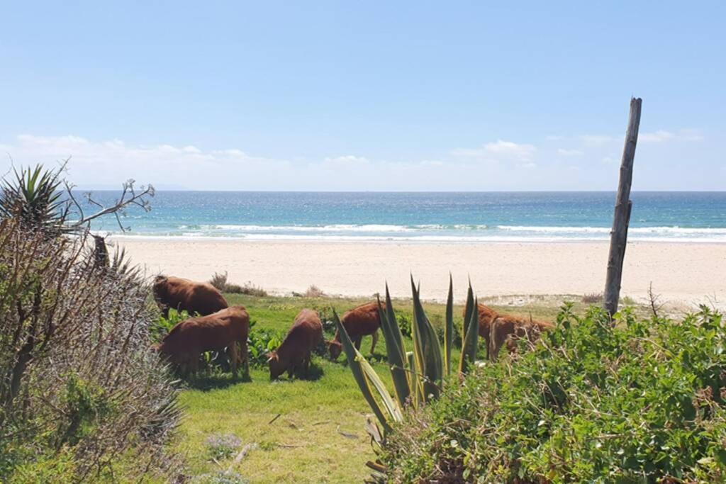 Bolonia Beach Campus Tarifa Bagian luar foto